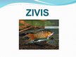 Presentations 'Zivis', 1.