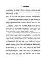 Research Papers 'Restorāna "Provansa" tirgus analīze', 23.