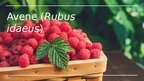 Presentations 'Avene (Rubus idaeus)', 1.
