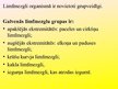 Presentations 'Cilvēka limfātiskā sistēma un imunitāte', 4.