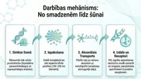 Presentations 'Oksitocīns', 5.