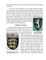 Research Papers 'Balkānu heraldika: Bulgārijas un Serbijas piemēri', 6.
