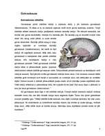 Summaries, Notes 'Anatomija - galvaskauss, kauli, muskuļi', 4.