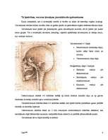 Summaries, Notes 'Anatomija - galvaskauss, kauli, muskuļi', 6.