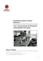 Practice Reports 'The Y Chromosome of Drosophila Melanogaster and Aging', 1.
