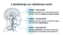 Presentations 'Slāpekļa oksīds', 7.