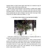 Research Papers 'Jauktu koku mežs', 4.