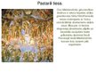 Presentations 'Dižrenesanses mākslinieki Itālijā 15.-16.gadsimtā', 17.