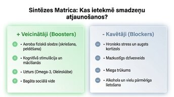 Presentations 'Vai pieauguša cilvēka smadzenes spēj audzēt jaunus neironus?', 8.