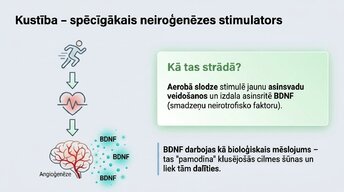 Presentations 'Vai pieauguša cilvēka smadzenes spēj audzēt jaunus neironus?', 9.
