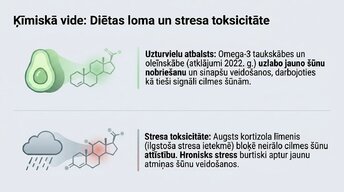 Presentations 'Vai pieauguša cilvēka smadzenes spēj audzēt jaunus neironus?', 11.
