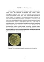 Research Papers 'Mikrobu izplatība dabā', 7.