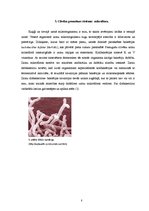 Research Papers 'Mikrobu izplatība dabā', 8.