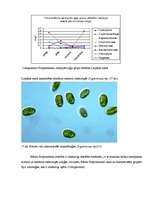 Research Papers 'Liepājas ezera ekoloģiskā stāvokļa novērtējums pēc fitoplanktona', 19.