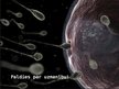 Presentations 'Ārējo faktoru ietekme uz spermas izdzīvošanu', 12.