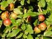 Research Papers 'Reducējošo cukuru un pektīnu saturs Talsu novada augļkopju audzētajos ābolos', 52.